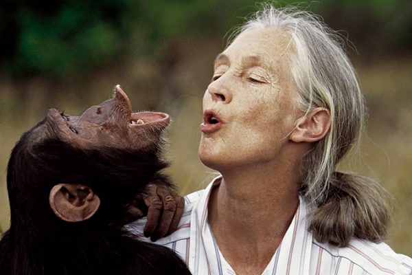 The World’s famous Primatologist Jane Goodall dies at 91