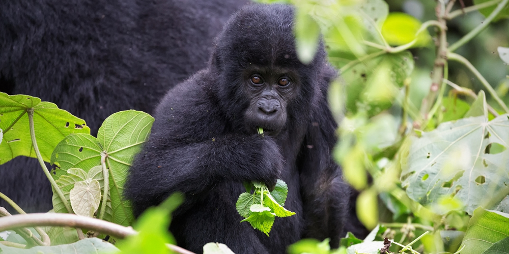 Juvenile Gorilla