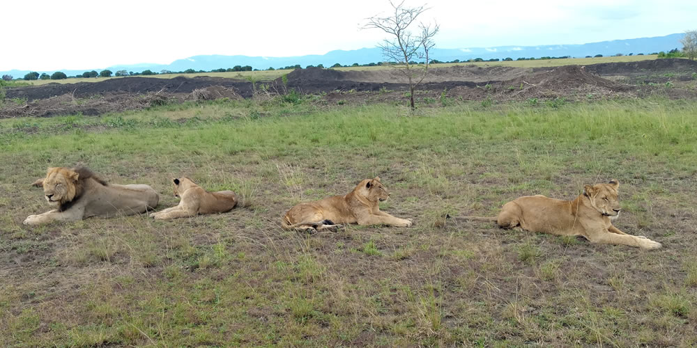 A lion pride at rest