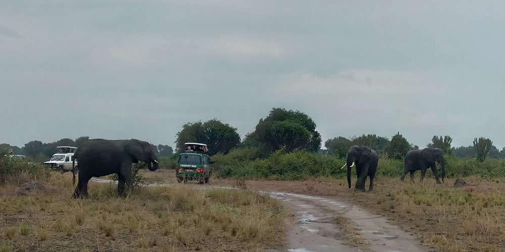 Tourists enjoying elephants in savanna