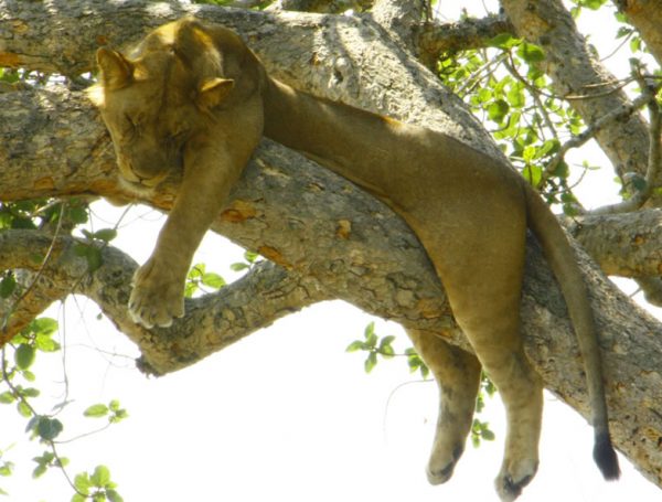 The Pearl of Africa Tourism Expo (POATE) 2026 to drive Uganda’s Economy.
