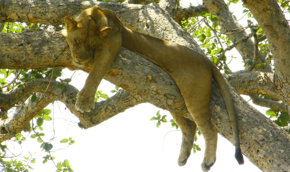 The Pearl of Africa Tourism Expo (POATE) 2026 to drive Uganda’s Economy.