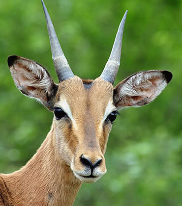 antelope