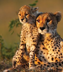 cheetah 264x300 1