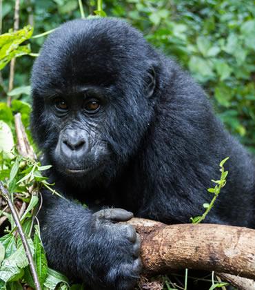 gorilla