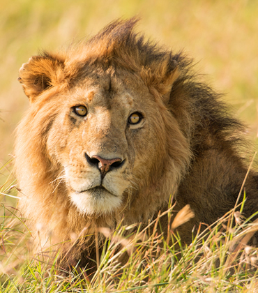 lion murch
